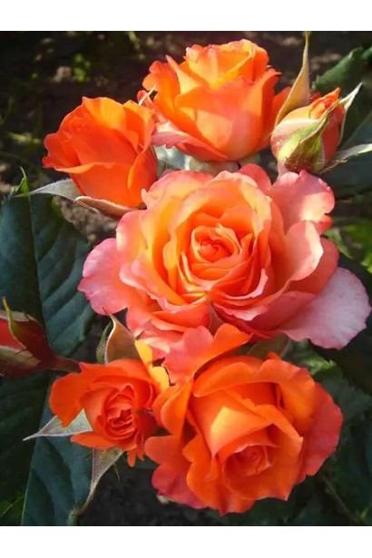 Троянда Верано – персиково-помаранчевий відтінок